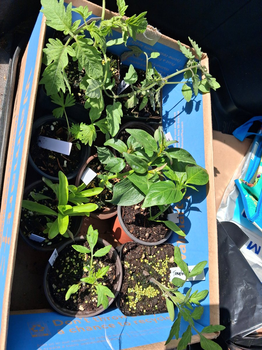 cryo2052's tweet image. Just went to the plant sale with my Mom! Got some flowers, different variety of tomatoes and a red bell pepper! I love Gardening! 🌱 #gardening #recovery