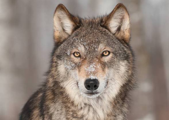 Wolf tweet media