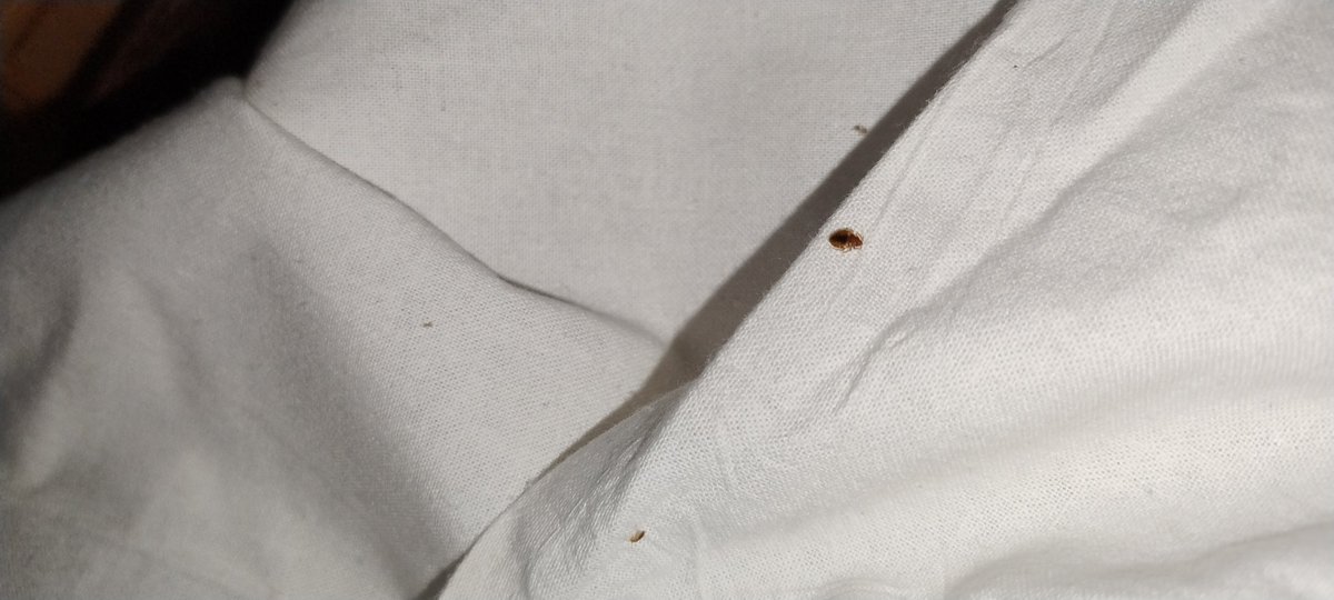 PhotoSnieper's tweet photo. Yesterday I booked AC dormetry in KIR jn but I was not able to sleep whole night due to Bug on bed. I don't understand k maine booking bug se sting karwane ki booking ki thi ya sone k liye. On top of that attendent of dormetry demanded 200 bucks. Wow. What a fantastic stay https://t.co/HPWZS4HUw7