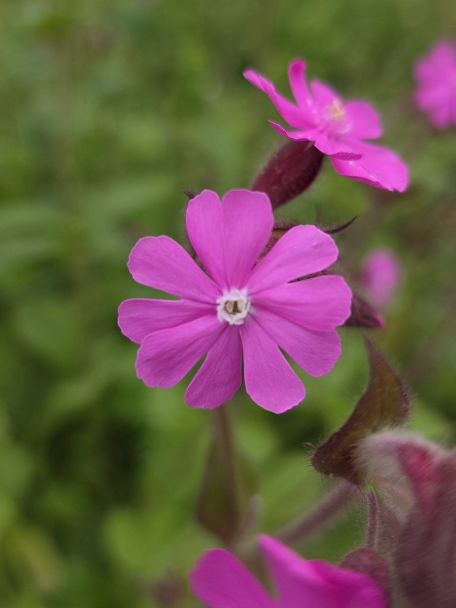 roriain's tweet image. It was good to get out for a stroll and #litter pick with Luna 🐾, even though it was only around town. Improving where I live one piece of litter at a time.   Red campion, ivy-leaved toadflax &amp;amp; ribwort plantain. #LeaveNoTrace #lovewhereyoulive #pawsonplastic