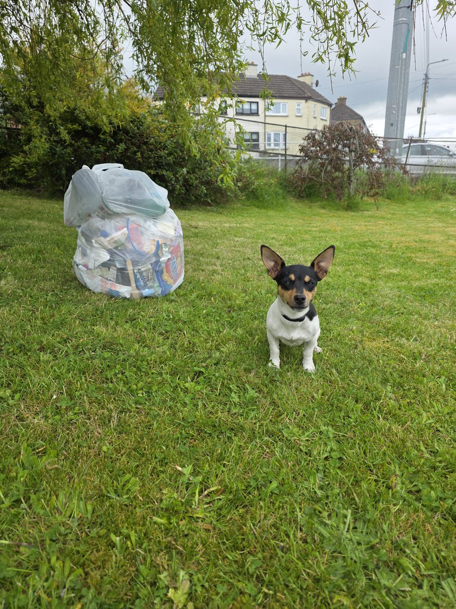 roriain's tweet image. It was good to get out for a stroll and #litter pick with Luna 🐾, even though it was only around town. Improving where I live one piece of litter at a time.   Red campion, ivy-leaved toadflax &amp;amp; ribwort plantain. #LeaveNoTrace #lovewhereyoulive #pawsonplastic