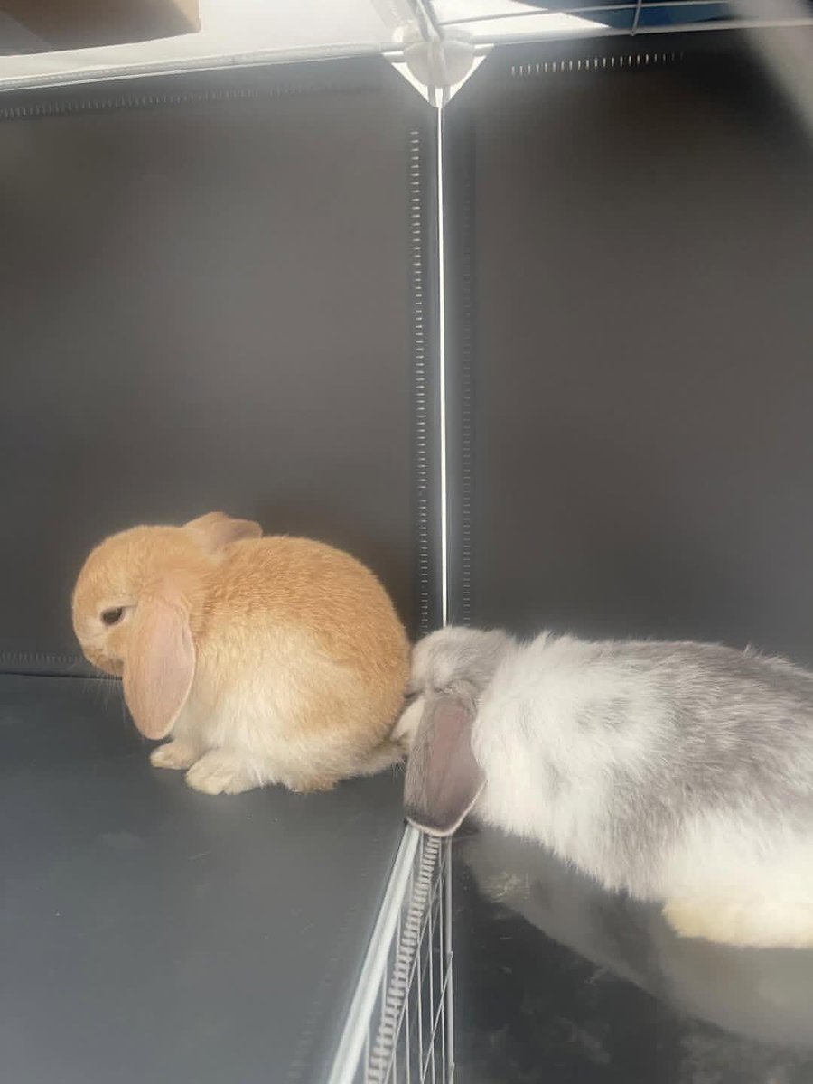 Cutes Animals tweet media