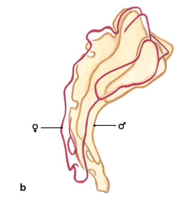 Pasión por la Anatomía tweet media
