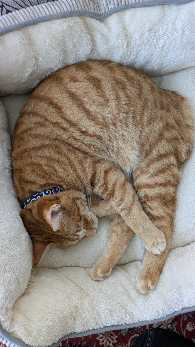 やまねこ୨୧ꪔ̤̮✌️🐬☮️ tweet media