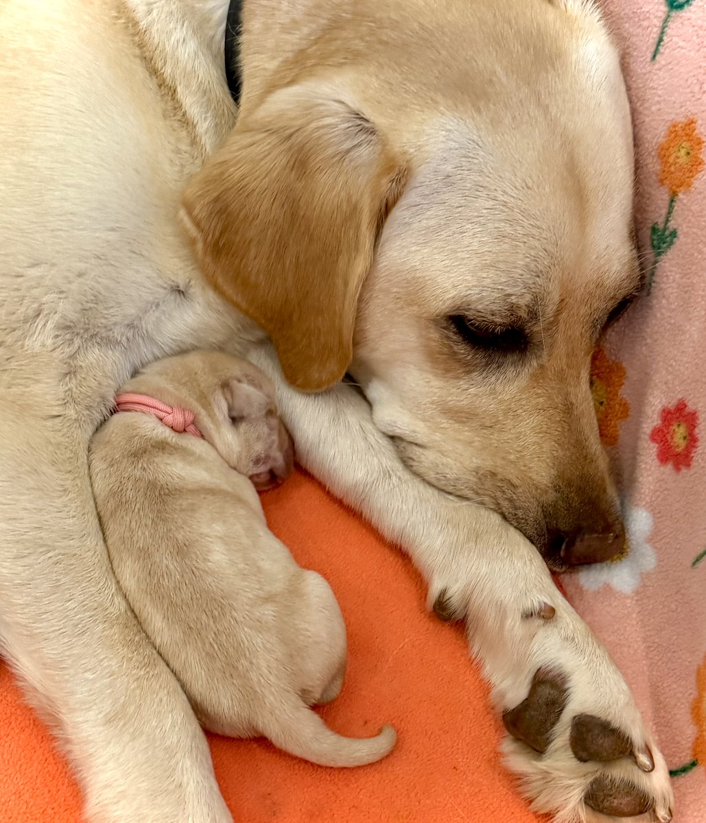 canineorg's tweet image. 🐶 Hey, Northern California #dog lovers!  We're URGENTLY looking for #volunteers to care for our breeder dogs!🐾 Join an online or in-person info session today.

✅ Sign up: canine.org/bcinfo

#volunteer #LeadWithIndependence #makeadifference #puppy