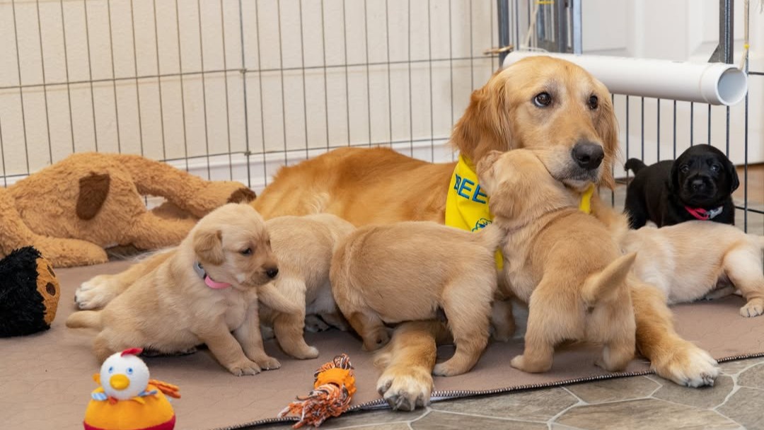 canineorg's tweet image. 🐶 Hey, Northern California #dog lovers!  We're URGENTLY looking for #volunteers to care for our breeder dogs!🐾 Join an online or in-person info session today.

✅ Sign up: canine.org/bcinfo

#volunteer #LeadWithIndependence #makeadifference #puppy