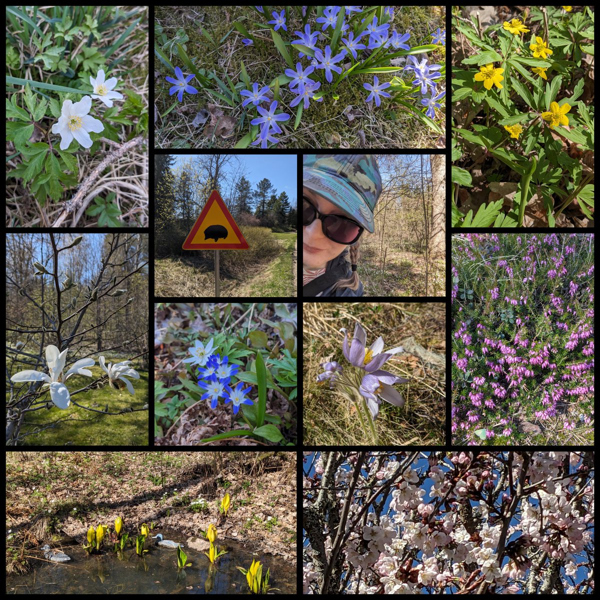 Hallahere's tweet photo. Travel recommendation, Arboretum Mustila, a botanical tree garden. Many spring flowers, white, blue and yellow anemones were already in bloom! Cool wooden statues and a cute pavilion where to enjoy afternoon coffee and pistachio cake. 🍰 ☕ Also bought new earrings with skulls!^^ https://t.co/dHyoynJmMs