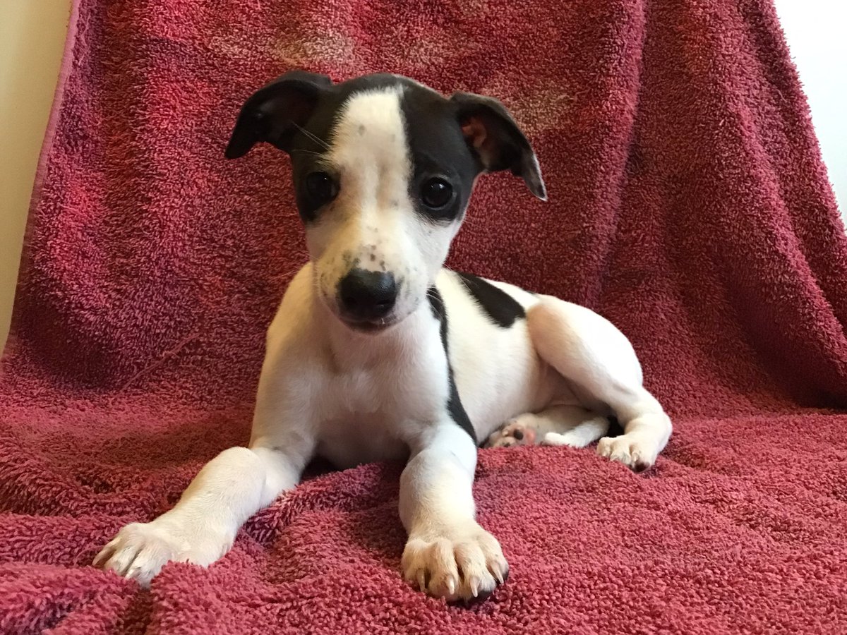 allanwin's tweet photo. Today has been a journey from hell with road closures, gridlock, collisions on the M5 and enough traffic lights to last a lifetime.
But it was all worth it, ‘cos I want to introduce you to our new family member: RUBY!
#WhippetsOfTwitter https://t.co/fFe0CEQbq8