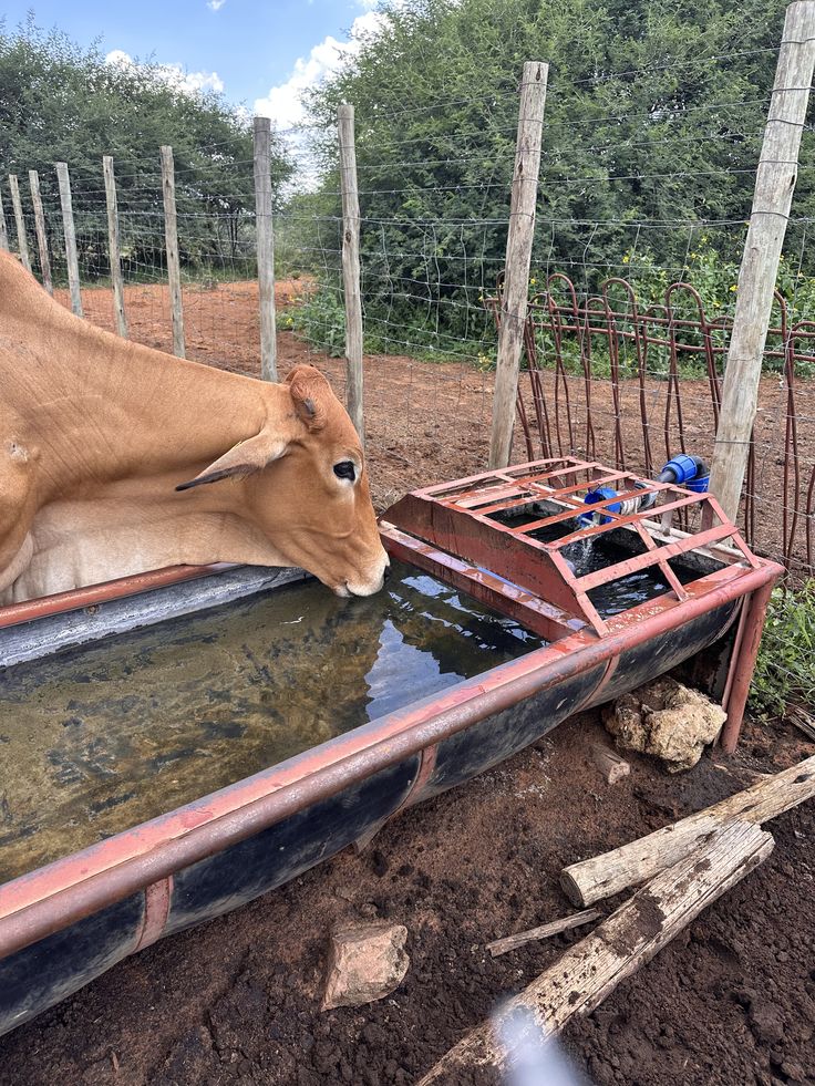 Swahili Agribusiness 🇹🇿 tweet media