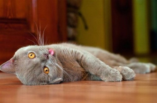 Ruled By Cats tweet media