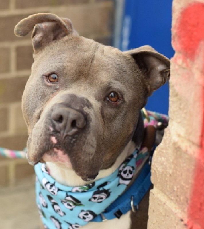 MorgFairsdogs's tweet image. Japchae 251822
Kill Command 
#NYCACC #RescueOnly 
He is a cute 5 yr old
Has CIRDC 🚑
Social with handlers in calm settings. takes treats, gives paw
Low threshold for arousal 
Needs stable environment 
Save Japchae!
#Pledge4Rescue #foster #adopt