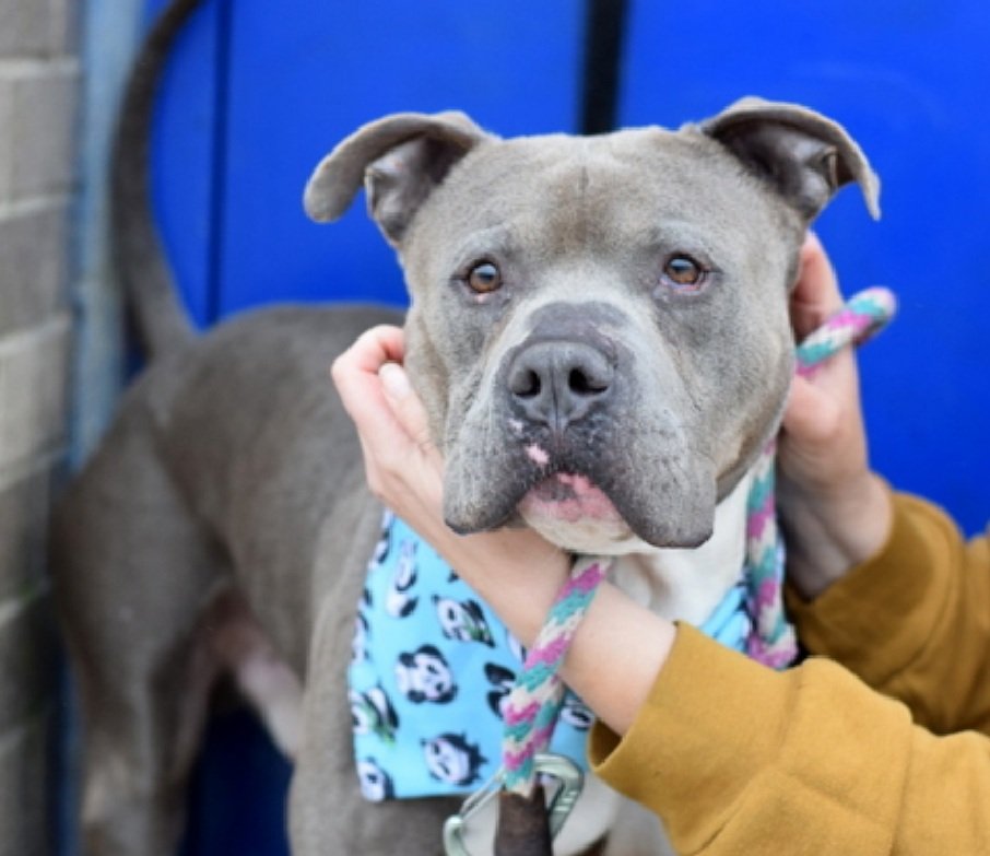 MorgFairsdogs's tweet image. Japchae 251822
Kill Command 
#NYCACC #RescueOnly 
He is a cute 5 yr old
Has CIRDC 🚑
Social with handlers in calm settings. takes treats, gives paw
Low threshold for arousal 
Needs stable environment 
Save Japchae!
#Pledge4Rescue #foster #adopt