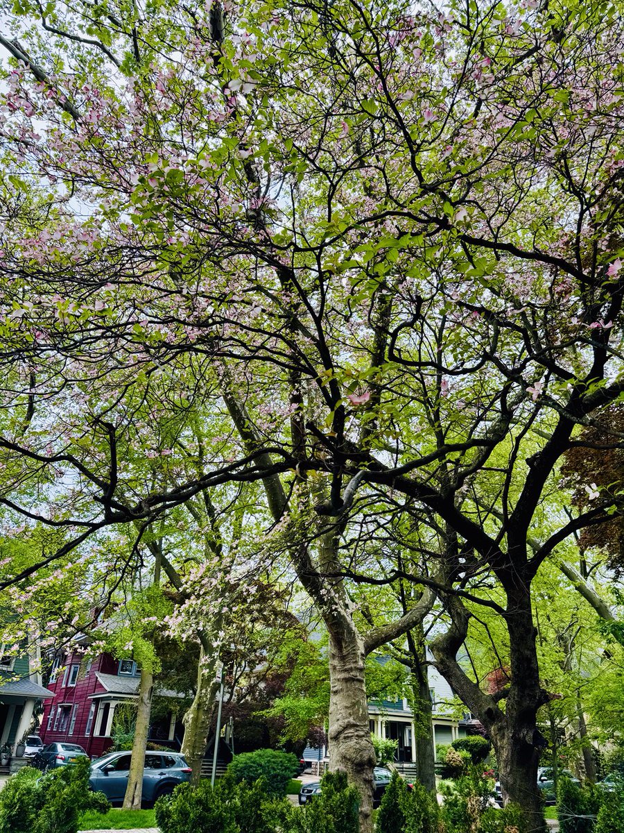 VernaPolitics's tweet photo. Yes…it’s that kind of day to think: Robert Louis Stevenson/ #ThomasGrey / #ClaudeMckay viab
#Poems / #Poetry….and pollen. ( much around )
In that Spirit.. https://t.co/yjEXSDmDIw