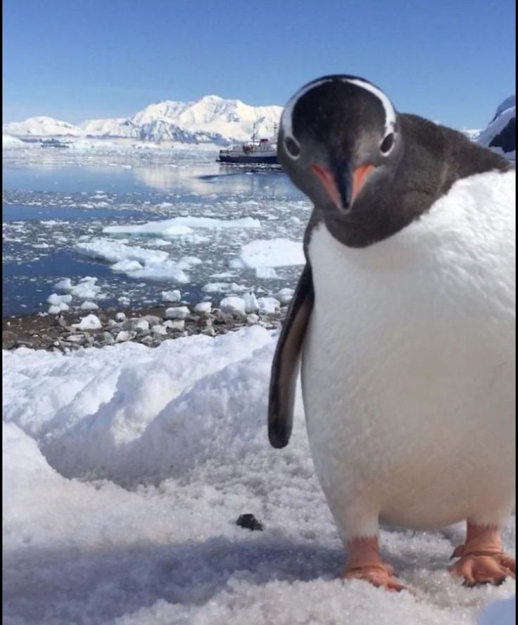 pingu tweet media