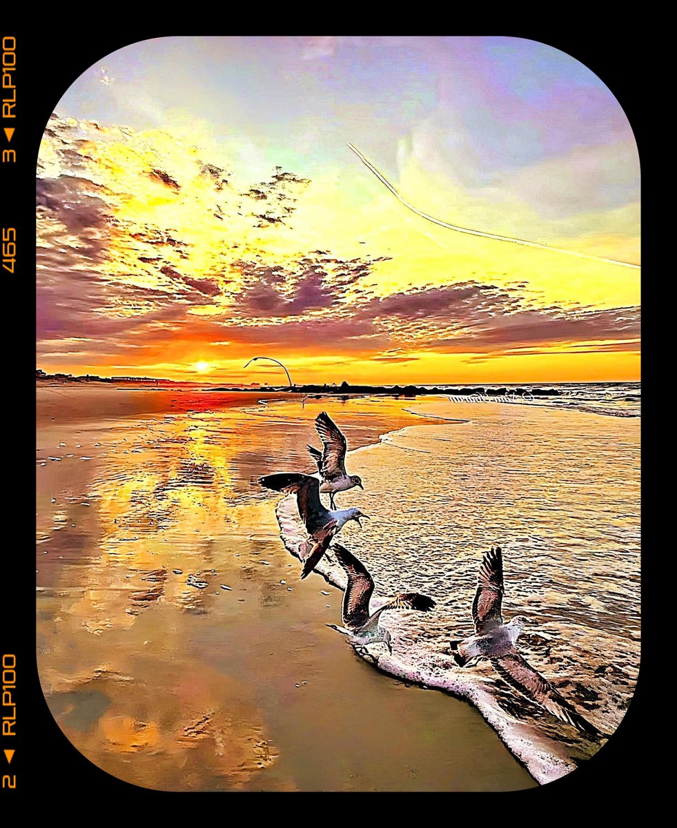 Julius Irv Shecut tweet media