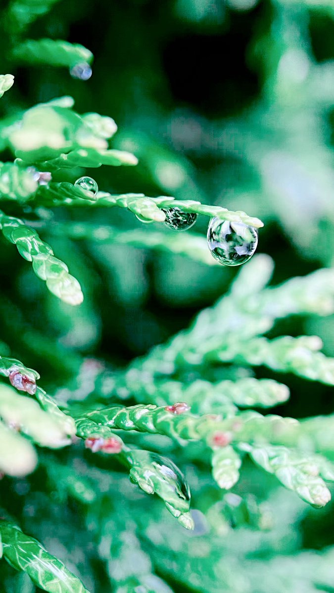 DarrenChen528's tweet photo. Each droplet reveals beauty in its own quiet way.
Share your photos of the water droplets — join the challenge and show your world.
My entry ↓
#WaterDropChallenge https://t.co/VEXQLIA4pV