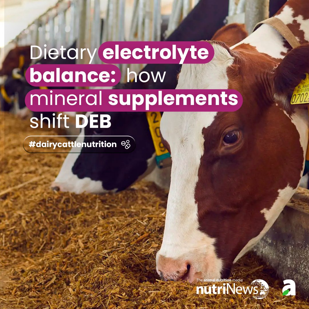 Theanimalnutri1's tweet image. ⚖️ DEB = (Na + K) − (Cl + SO₄)
✔️ Na &amp;amp; K increase balance
✔️ Cl &amp;amp; SO₄ decrease it
Choosing the right mineral source can completely shift diet formulation.
#AnimalNutrition #FeedFormulation #Livestock
👉nutrinews.com/en/dietary-ele…