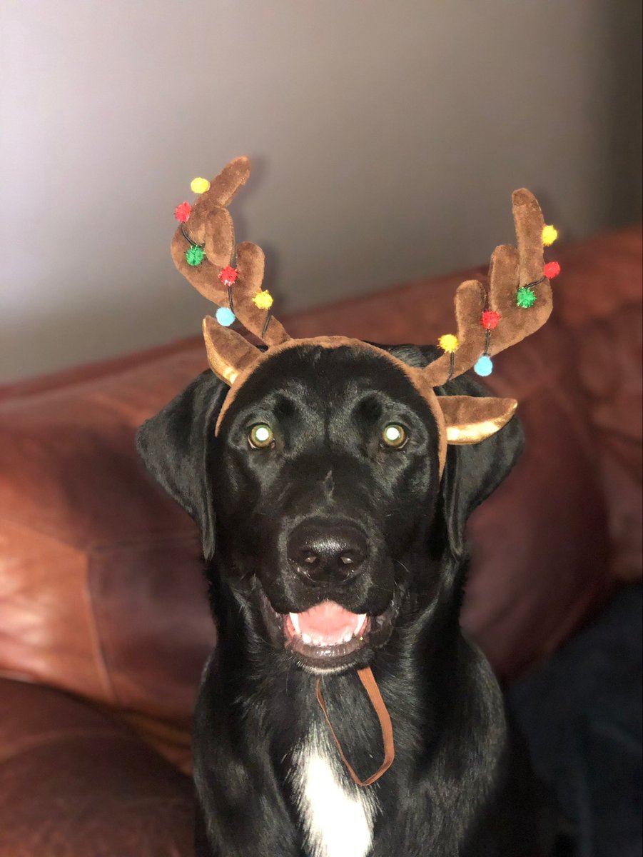 Labrador tweet media