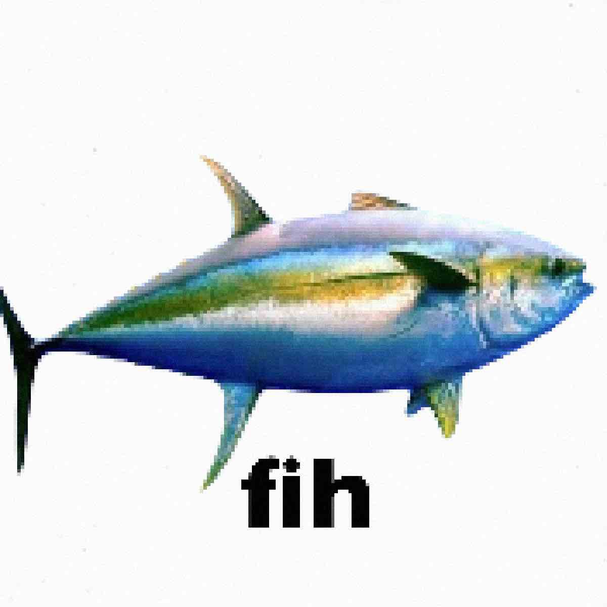 Yellowfin Tuna tweet media
