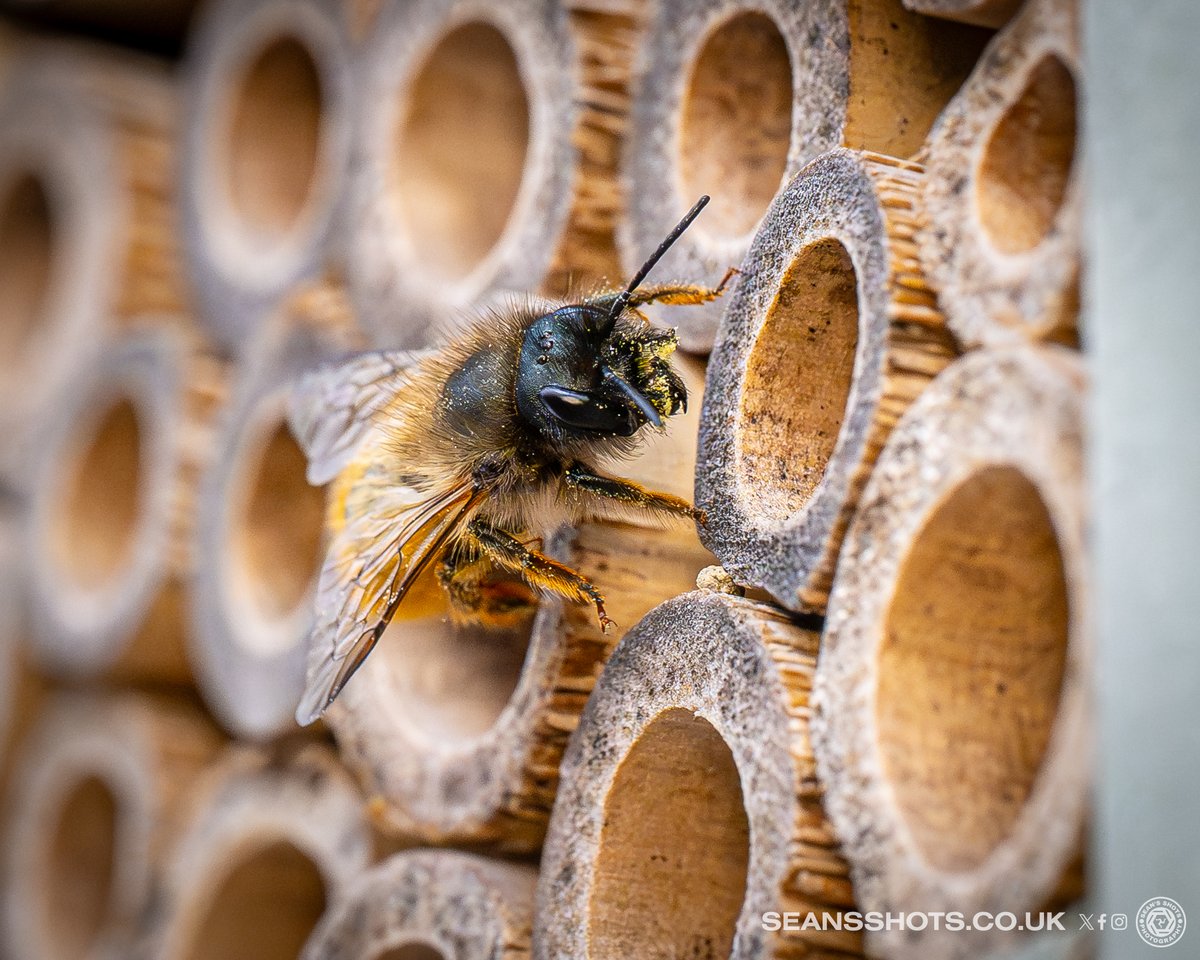 seansshots's tweet image. A few of the Solitary Bees that have made their home in the bee hotel I have put up and also in the holes in my garage #closetonature #manxnature #bees #solitarybees #beehotel #naturephotography #nikon #nikonz9