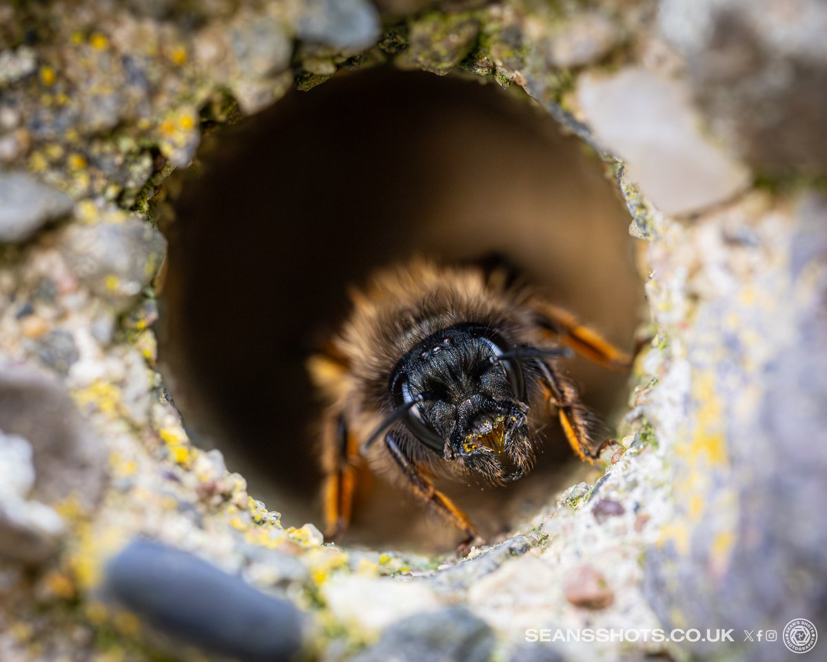 seansshots's tweet image. A few of the Solitary Bees that have made their home in the bee hotel I have put up and also in the holes in my garage #closetonature #manxnature #bees #solitarybees #beehotel #naturephotography #nikon #nikonz9