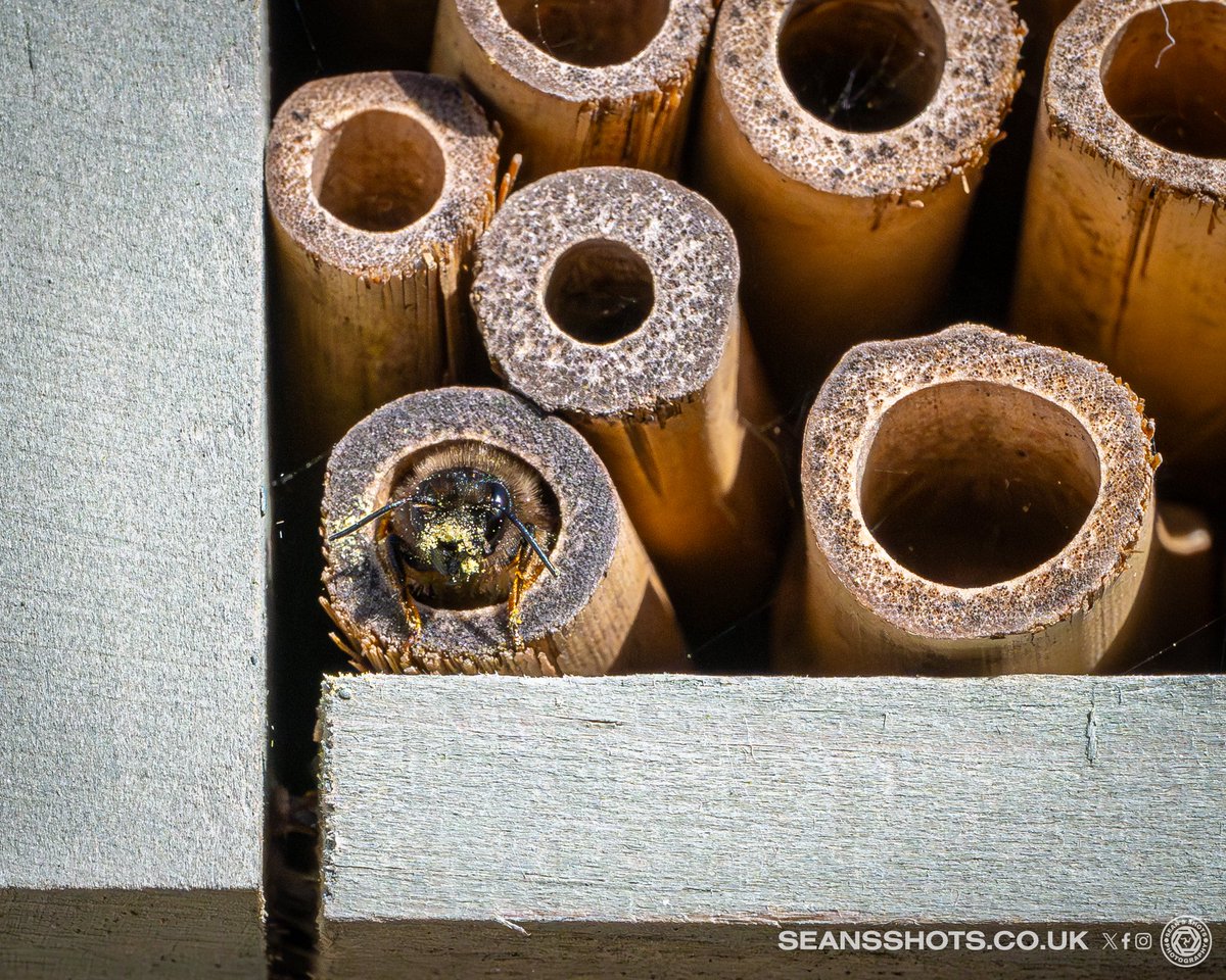 seansshots's tweet image. A few of the Solitary Bees that have made their home in the bee hotel I have put up and also in the holes in my garage #closetonature #manxnature #bees #solitarybees #beehotel #naturephotography #nikon #nikonz9