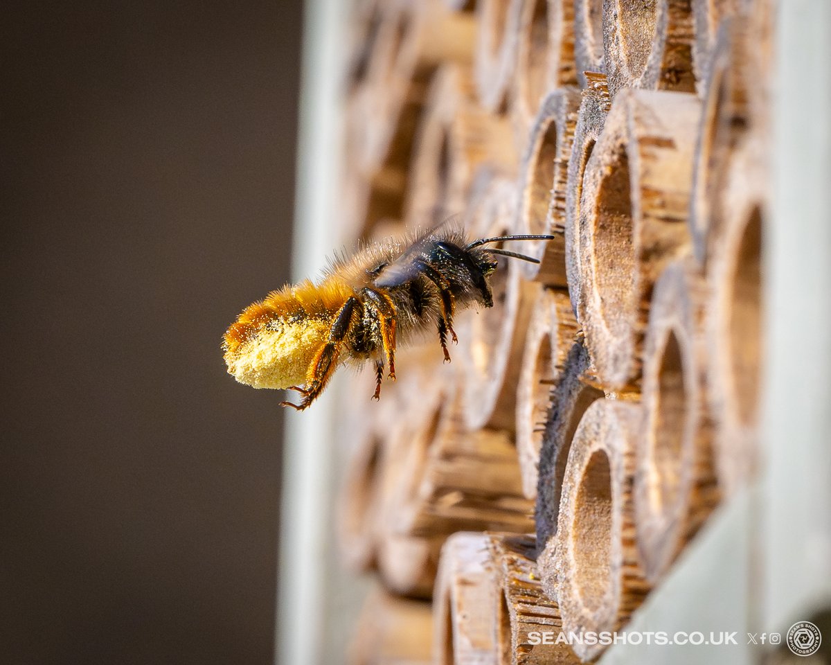 seansshots's tweet image. A few of the Solitary Bees that have made their home in the bee hotel I have put up and also in the holes in my garage #closetonature #manxnature #bees #solitarybees #beehotel #naturephotography #nikon #nikonz9