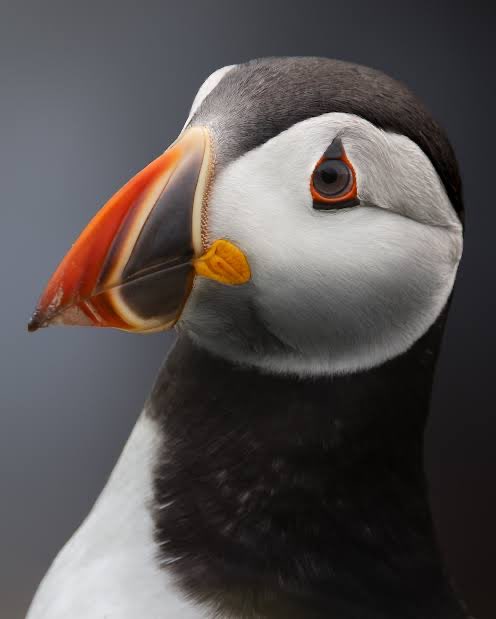 Puffin tweet media