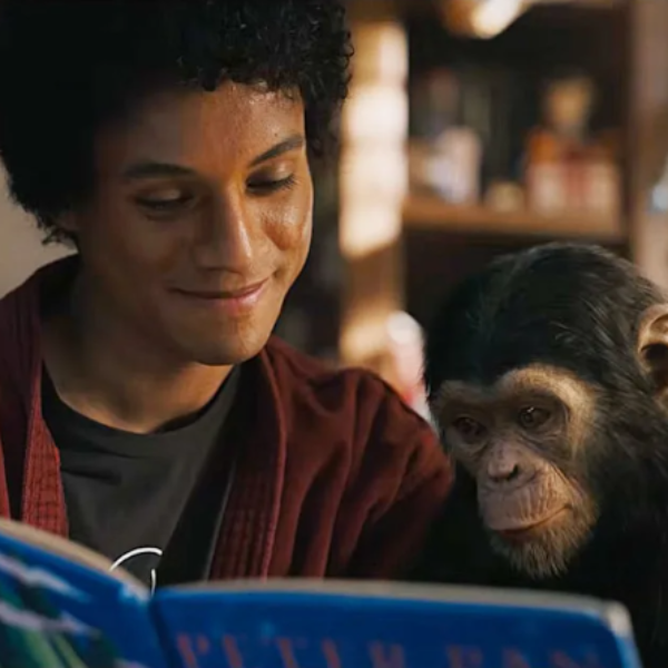 Bubbles - Bubbles The Chimp tweet media