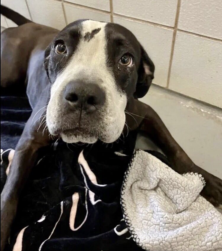 OlwynHope's tweet image. DOMINO #A387496 1yo needs a‼️MEDICAL RESCUE‼️by 5/11 or she will lose her life #CorpusChristiTX need KENNEL SPACE! after all she’s been through hit by  🚘 left her lame on left pelvic leg &amp;amp; weak on her right pelvic limb &amp;amp; multiple wounds now she will DIE 💉🙏 Pledge4Rescue HELP