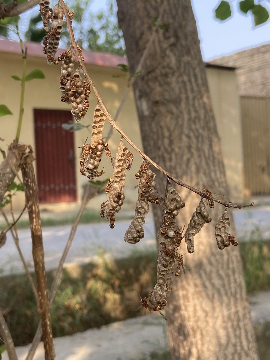 Has9khu's tweet photo. I just captured this accidentally 
❤️ #MuremZaBorowskim #lamansiónvip #विश्वमेंशांति_भाईचारा_कैसेहो #خان_کی_مزاحمت_کے_1ہزار_دن #DíaDelTrabajo https://t.co/dgdIVSpuqU