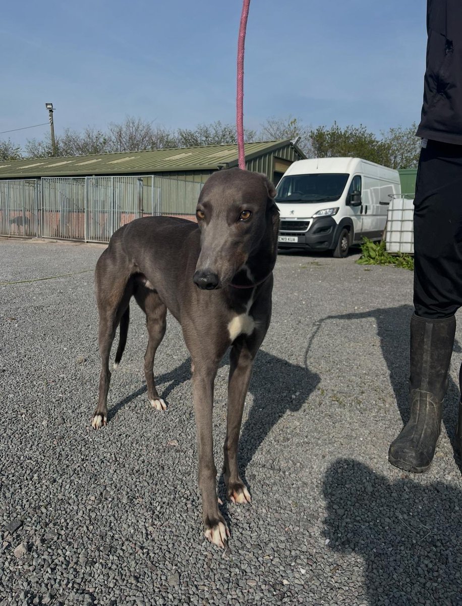 inkysquiggle's tweet photo. First #TeamMonmore runner of the second night of the Derby first round goes at 7:18 in Heat 18 for @RichieTaberner. Holding Aero is a middle runner with great track craft. He is an improving puppy with 2 Cat 1 recent heat wins and can hopefully improve through the competition xx https://t.co/j3jo9QlOAy
