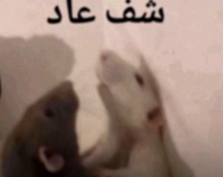 سِيرُو tweet media