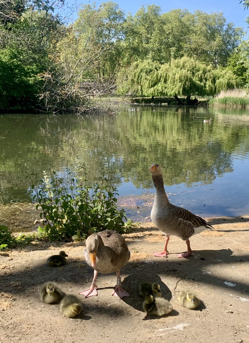 ruths_gallery's tweet image. Came across this delightful greylag goose family enjoying the warm sun at St James’s Park Lake, London. 

@theroyalparks #goslings #london #goose #birdphotography #stjamesparklondon #greylag