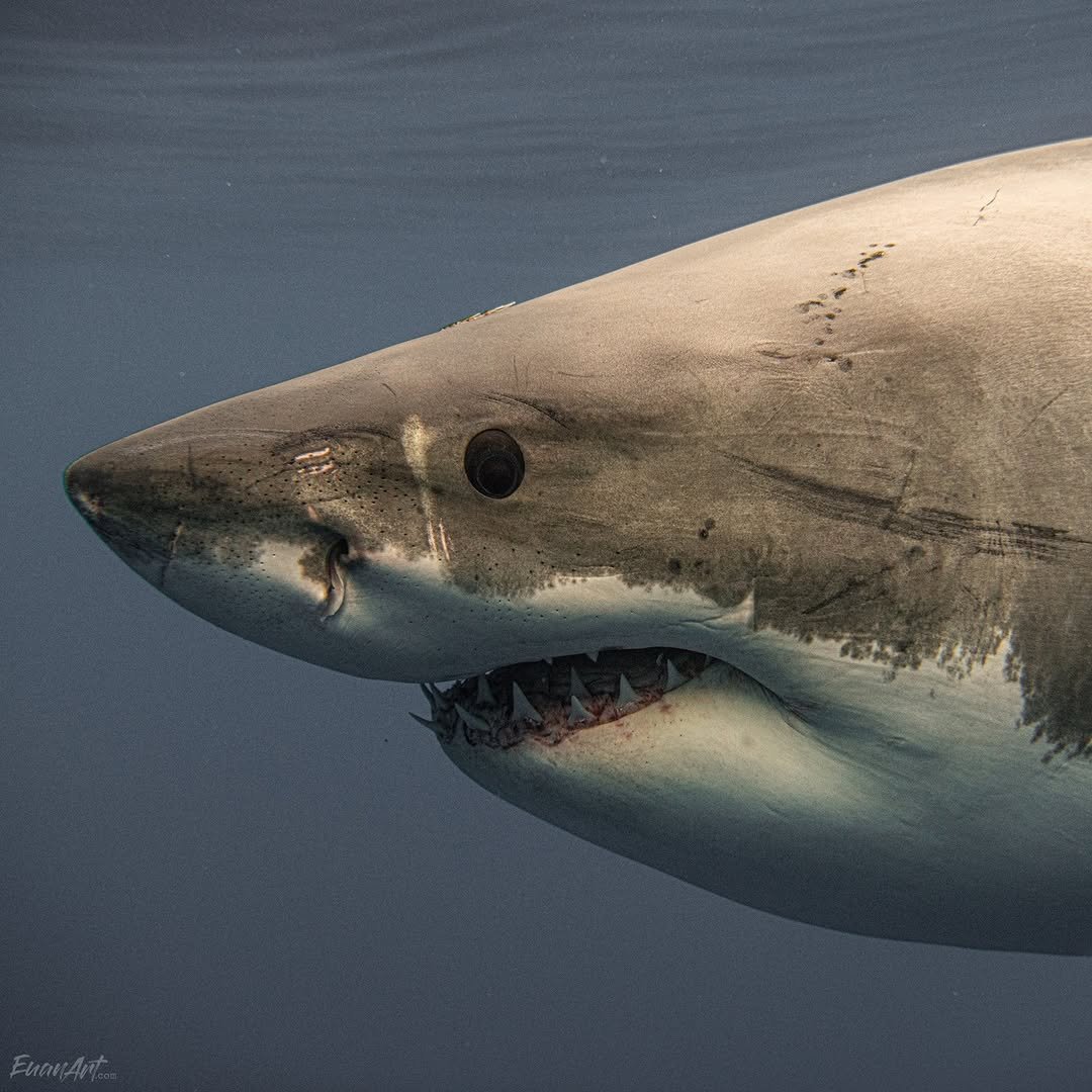 Shark tweet media