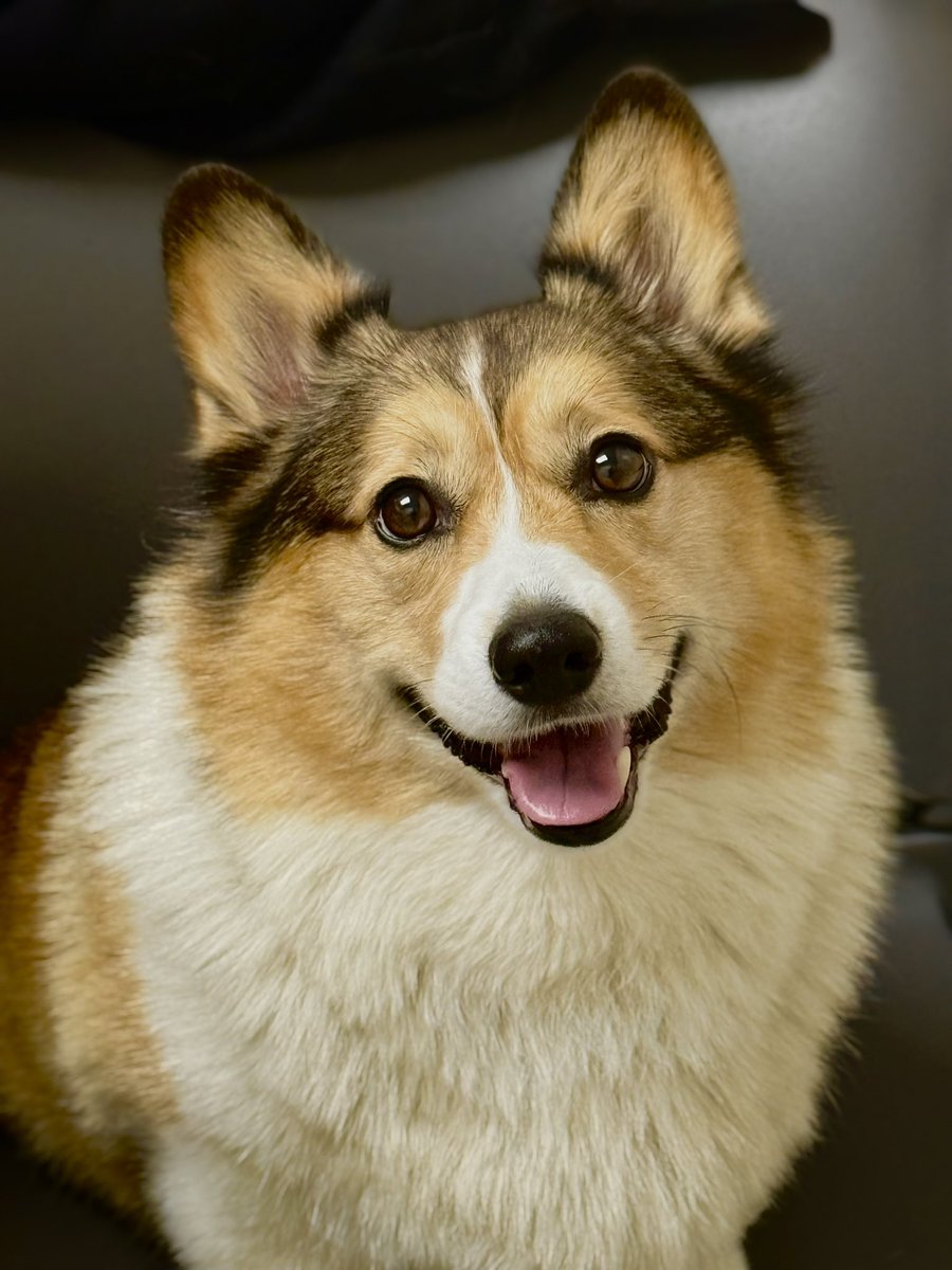 WinstonCorgiDog's tweet image. Happy Saturday Corgi Dog Winston-Family!☀️🐶✌🏻 Hope You’re All Well and Having a Great Start to the Weekend Furiends!💕 Peace and Blessings💌❤️ #happy #cute #photo #corgi #dog