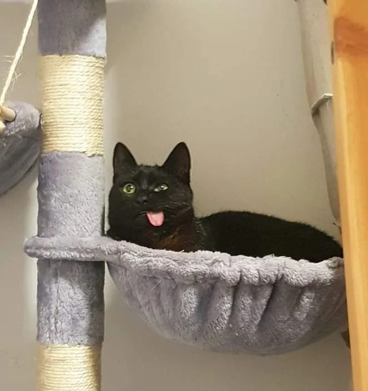 Cats with tongue out tweet media