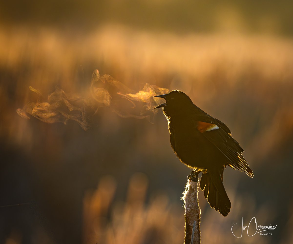 JoeisCranky's tweet image. What a magical morning! Only a few times a year, when the temperature is just right, you can catch the breath of the red-winged blackbird as they sing at sunrise.
#nature #wildlife #bird #canon. Thanks Tim Osborne for the inspiration.