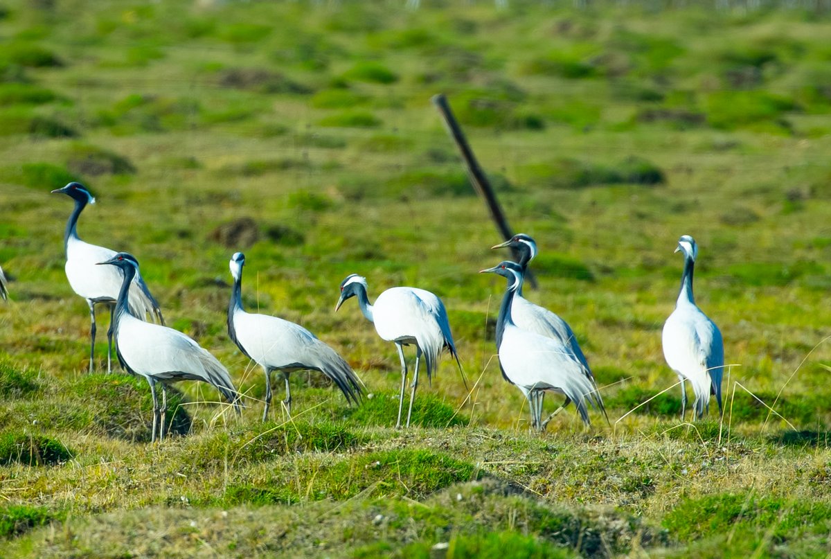 ydos777's tweet photo. 最近拍了一些候鸟，不知道大家喜不喜欢？Every spring, migratory birds return as promised.#XinjiangNature https://t.co/9UIGHnzQED