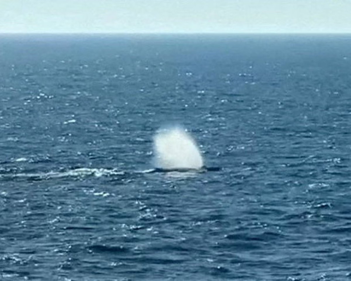 utktun's tweet photo. "The rescue of Timmy the whale was one of those moments that made us feel human, that gave us joy in life, without any economic considerations
Thank you to #Germany and everyone who worked for this. Please let there be effort and hope for the diversity of species and their lives" https://t.co/jsgE2znlnF
