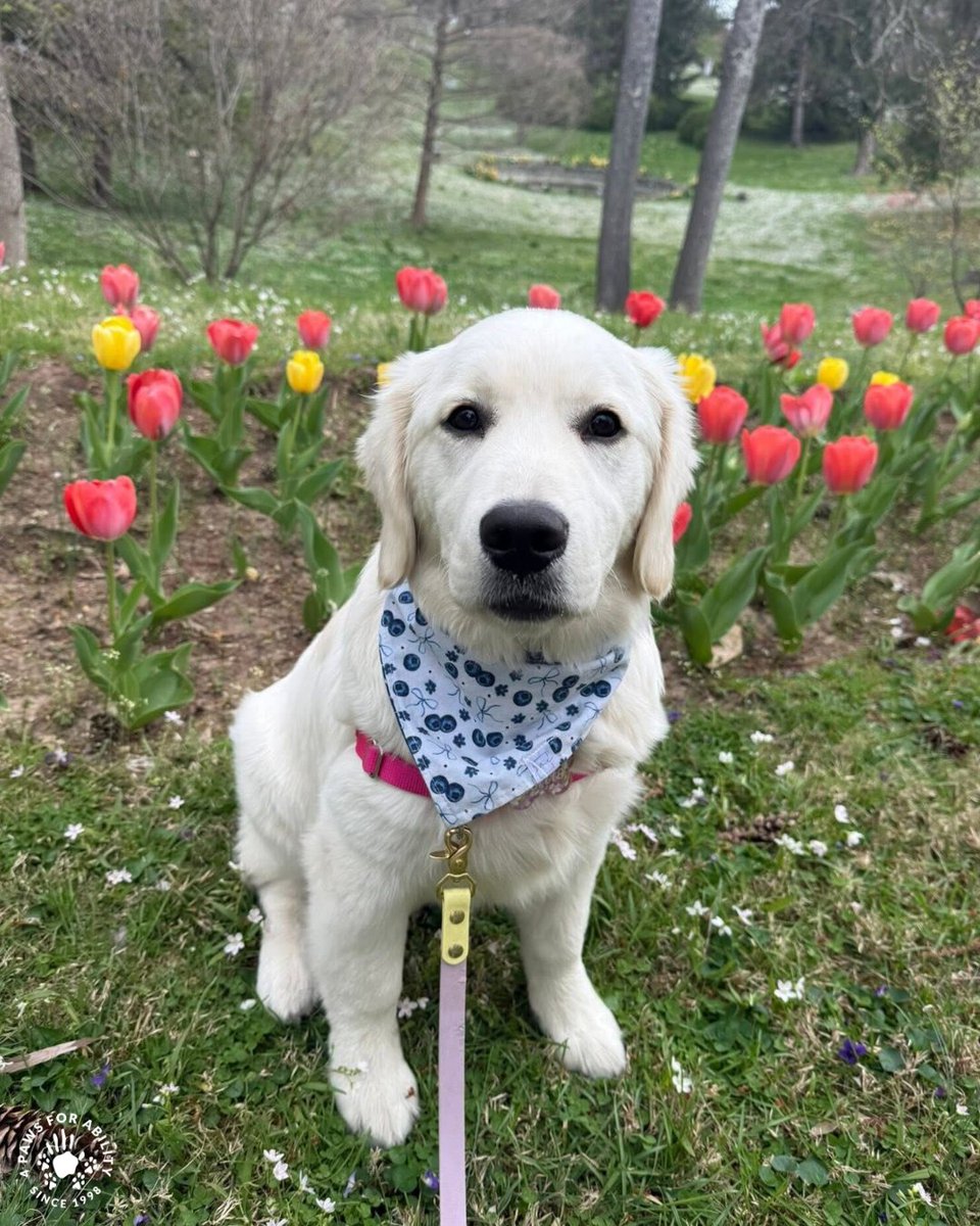 4 Paws For Ability tweet media