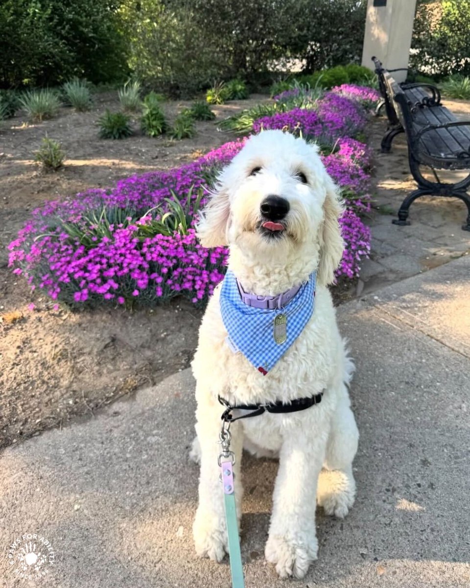 4 Paws For Ability tweet media