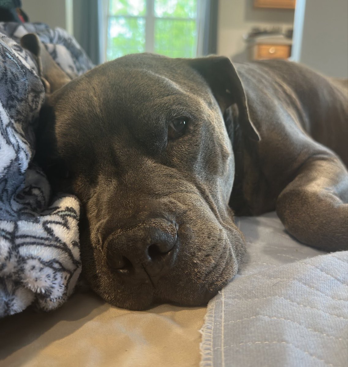 aprilmayB33Not's tweet photo. Sir Bentley’s world is shrinking, and he needs urgent surgery to survive. The costs are overwhelming, and every bit helps. Please consider donating or sharing to give him a fighting chance. Your kindness can make all the difference. Thank you! ❤️ https://t.co/NV5AvQvuuD https://t.co/Xyhjm0EGGE