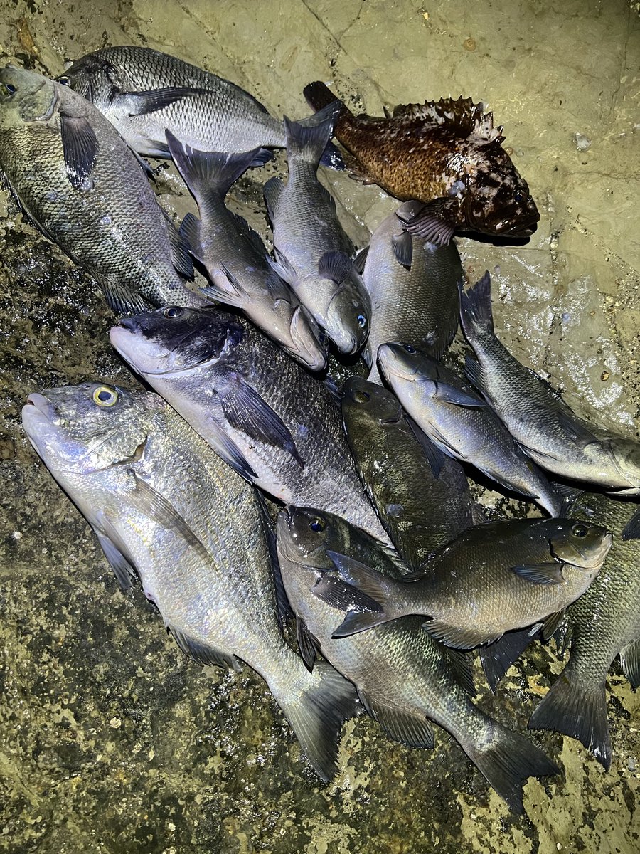 酒と魚と男とお花 tweet media