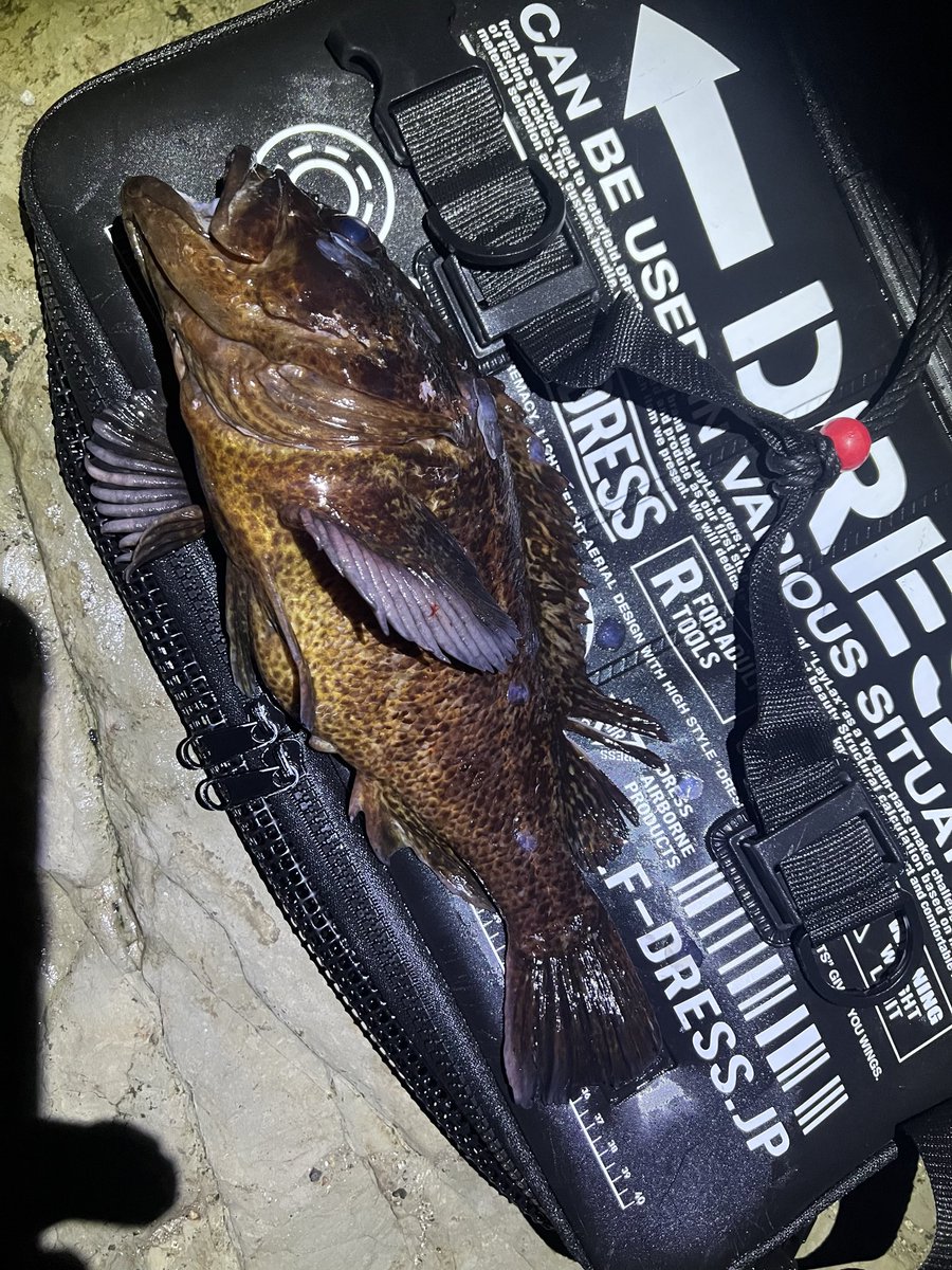 酒と魚と男とお花 tweet media