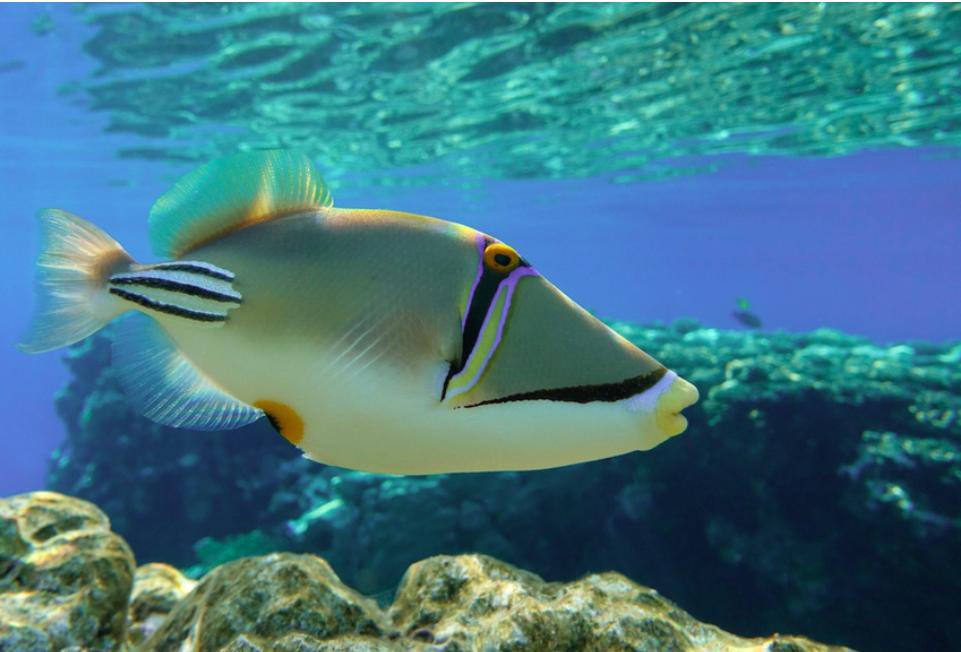 ANAPRAHAITI's tweet photo. Le poisson-lime picasso n’est pas un simple figurant des récifs coralliens. C’est un animal territorial, capable de défendre activement son espace, en particulier durant la période de reproduction. Les mâles occupent des zones relativement étendues. #anaprahaiti https://t.co/AZJ7YapcXt