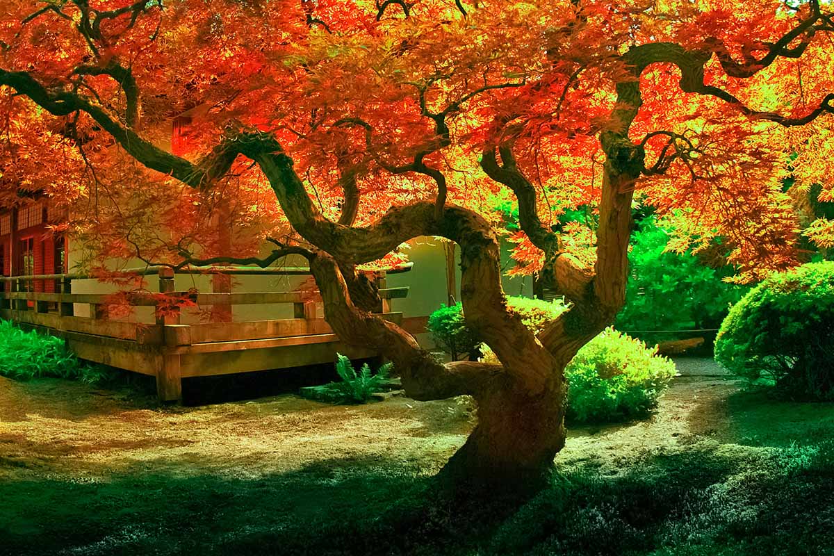 Gardeners_Path_'s tweet image. How and When to Fertilize Japanese Maple Trees - The beauty of a Japanese maple is made even more spectacular with proper fertilization. Read up on how and when to feed your Japanese maple trees now on Gardener's Path. #gardeningtips #landscape gardenerspath.com/plants/landsca…