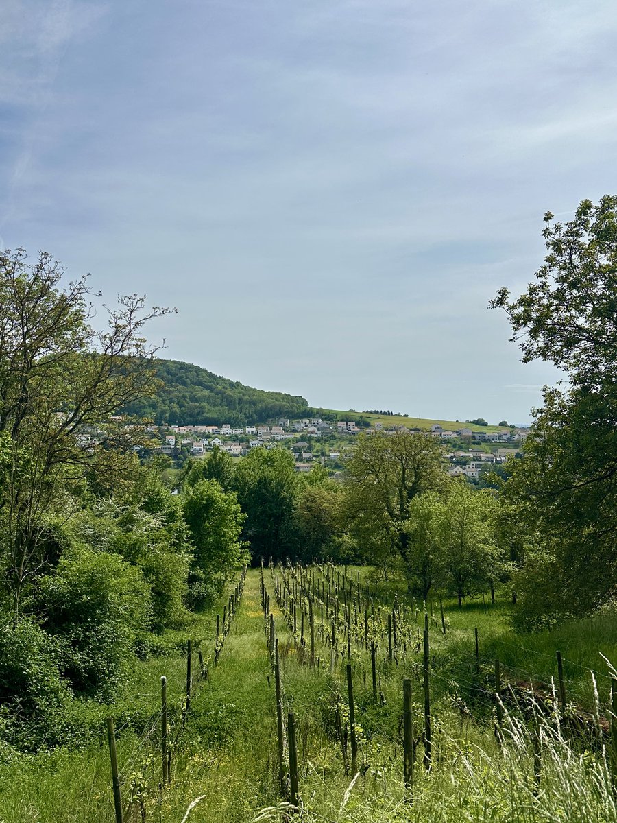 FFabTravel's tweet photo. Balade du jour avec vue sur Rustroff et le château de Sierck #moselle #ducdelorraine #chateau #rando https://t.co/jFby9PJGik