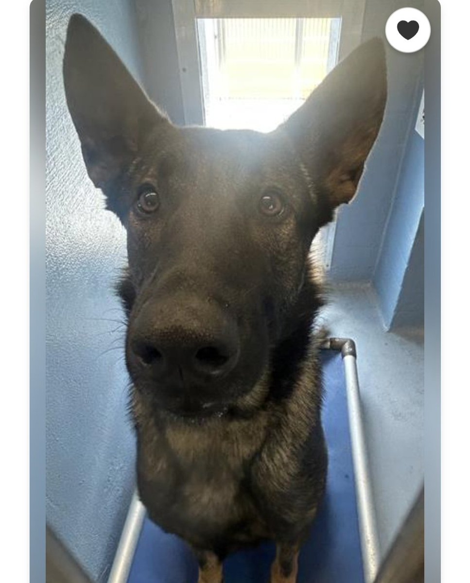 mapleveewesem's tweet image. 🆘️🐾🆘️ 2 yo, 73 lb BOGEY is still alive this weekend (5-2/3) at Downey #California ACC. He's Rescue Only - needs a shepherd experienced foster before Monday5-4. Please see Isabel's quoted post if you can help. #PLEDGE if you can 🙏 more 🔽 
#A5766072