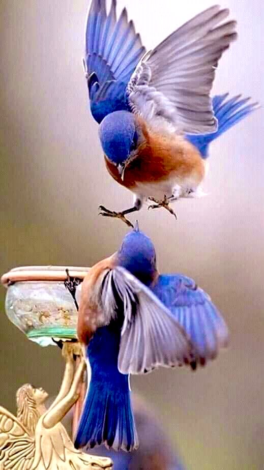 ام حازم tweet media